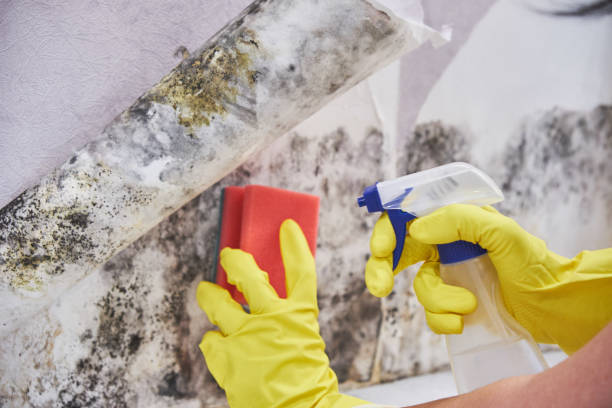 Why You Should Choose Our Mold Remediation Services in Islamorada Village Of Islands, FL